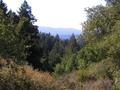 Portola Redwoods State Park